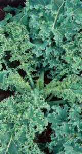 Spicy Greens and Onion Purée Recipe Image